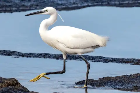 Little Egret