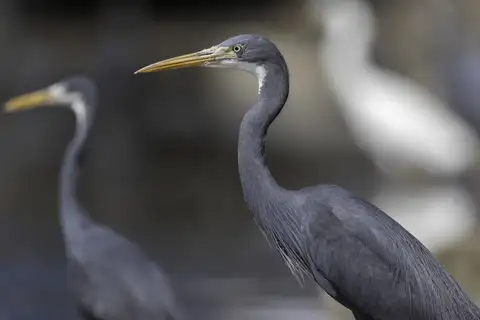 Western Reef Heron