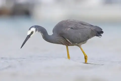 White-faced Heron