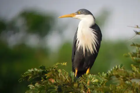 Pied Heron