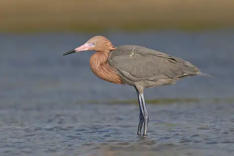 Reddish Egret
