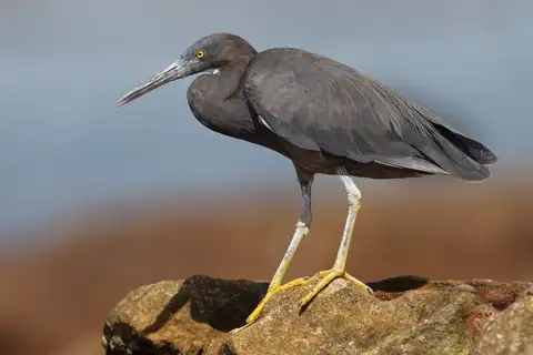 Pacific Reef Heron