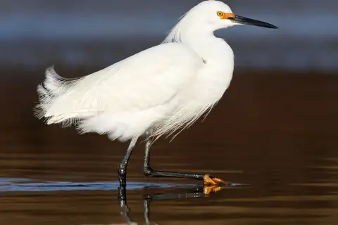 Snowy Egret