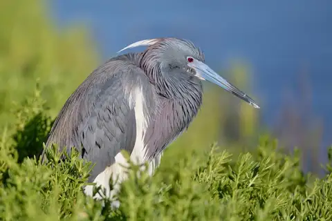 Tricolored Heron
