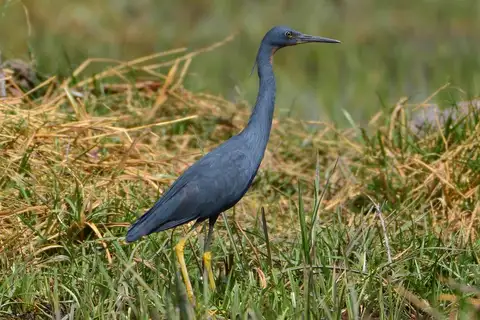 Slaty Egret