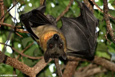 Straw-coloured Fruit Bat