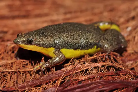 Two-colored oval frog