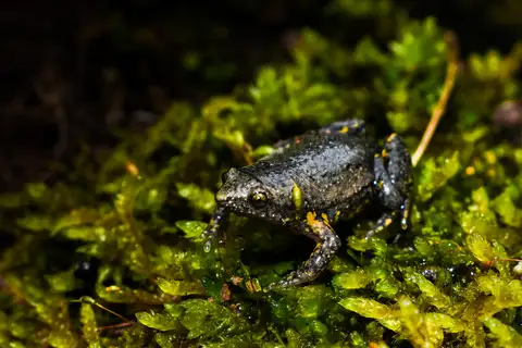 Elachistocleis cesarii