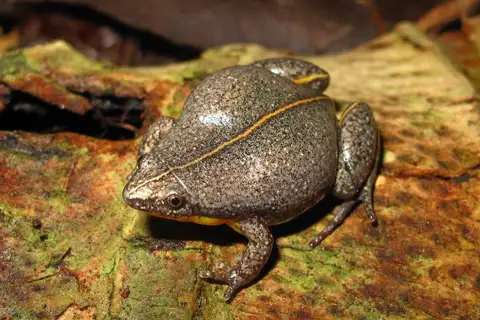Elachistocleis helianneae