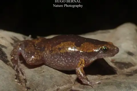 Panama Humming Frog