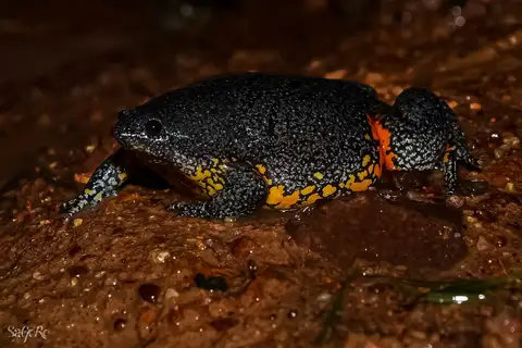 Colombian Plump Frog