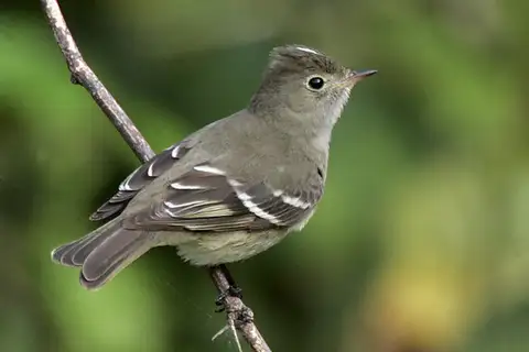 White-crested Elaenia