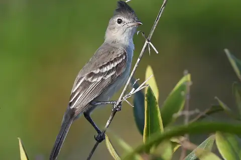 Plain-crested Elaenia