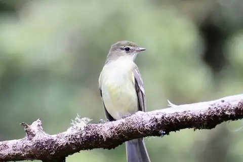 Blue Mountain Elaenia