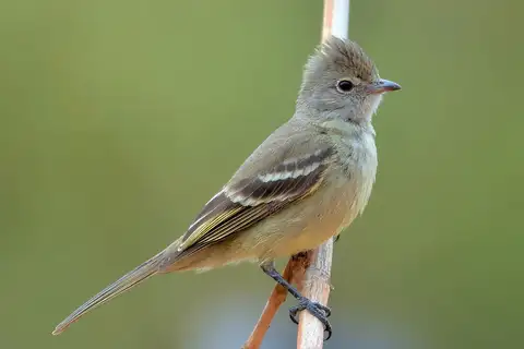 Yellow-bellied Elaenia
