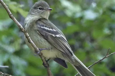Highland Elaenia
