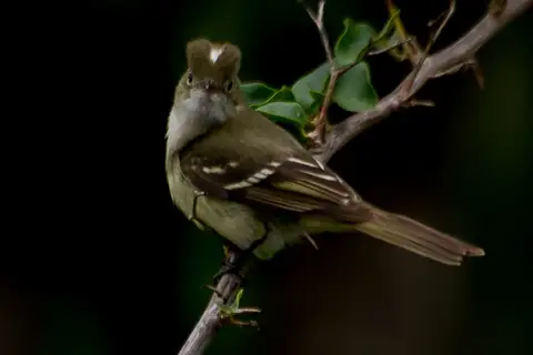 Small-billed Elaenia