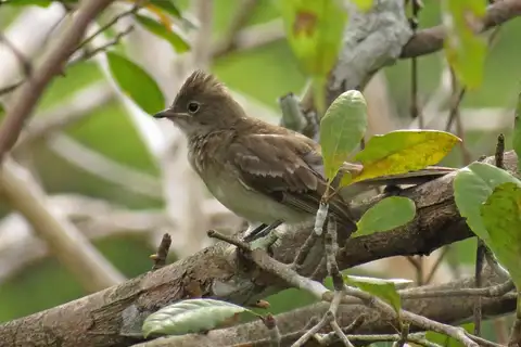 Brownish Elaenia