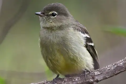 Small-headed Elaenia
