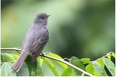 Slaty Elaenia