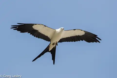 Swallow-tailed Kite