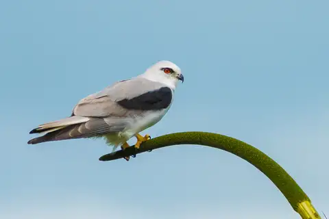 Black-shouldered Kite