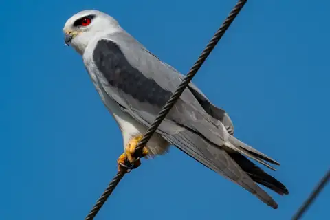 Black-winged Kite