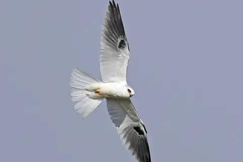 White-tailed Kite