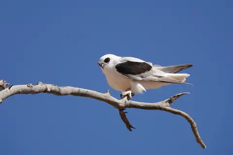 Letter-winged Kite