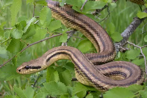 Four-lined Snake