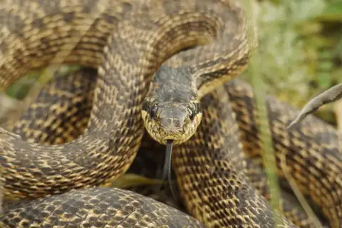 East-Four-lined Ratsnake