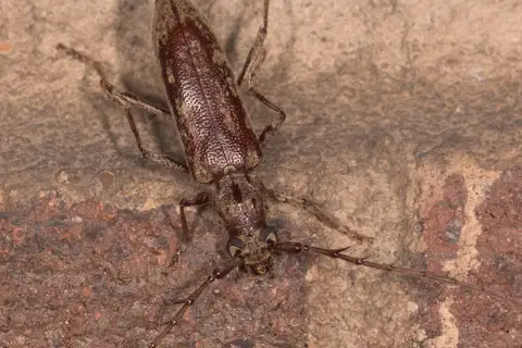 Spined Oak Borer