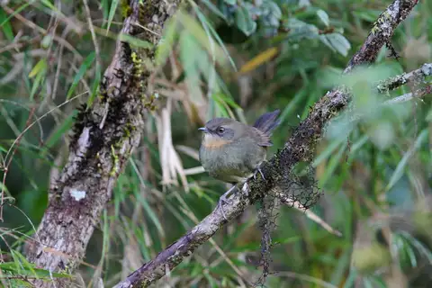Sri Lanka Bush Warbler