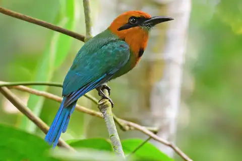 Broad-billed Motmot