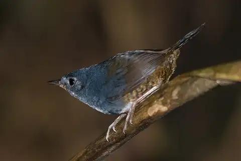 White-breasted Tapaculo