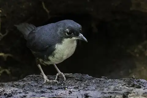 Bahia Tapaculo