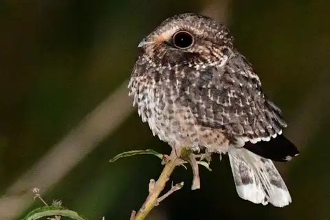 Sickle-winged Nightjar