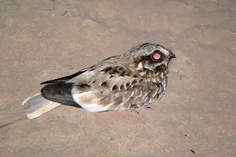 White-winged Nightjar