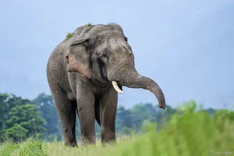Asian Elephant