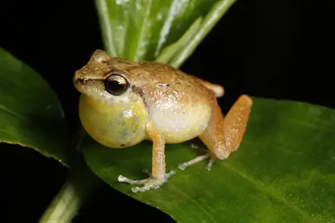 Abbott's Robber Frog