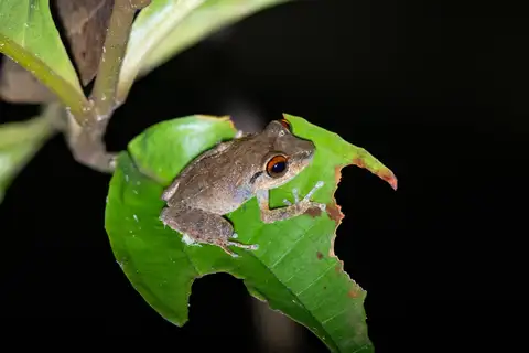 Antillean Coqui