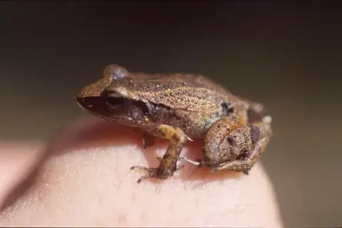 Cuban Groin-spot Frog