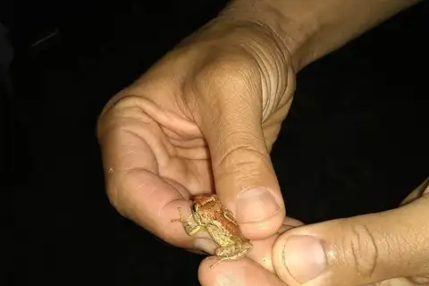 Northern Hammer Frog