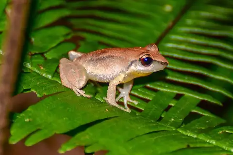 Eastern Cuba Robber Frog