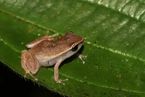Grass Coqui