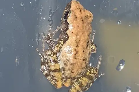 Rio Grande Chirping Frog
