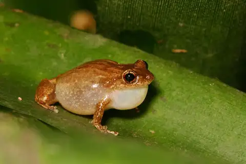 Whistling Coqui