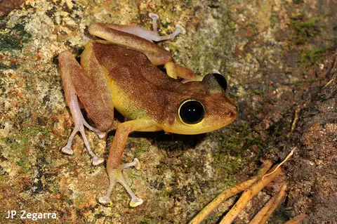 Cook's Robber Frog