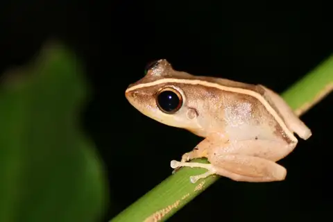 Common Coqui
