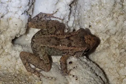 Jamaican Rockfrog